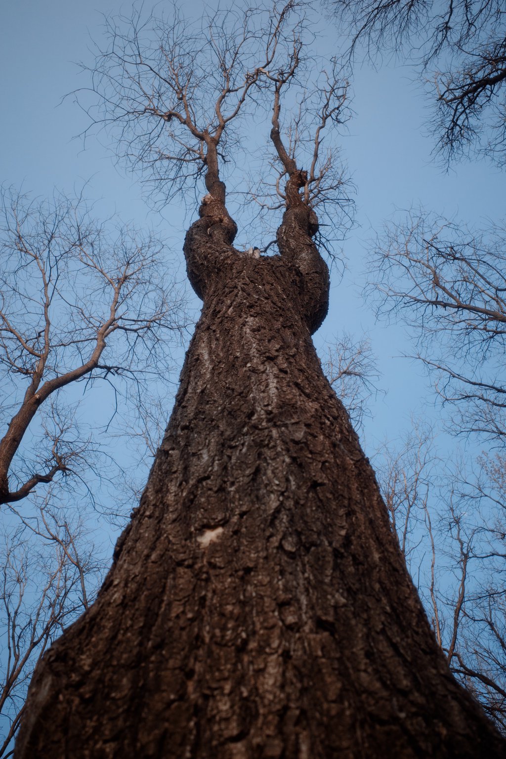 That Day I Looked Up